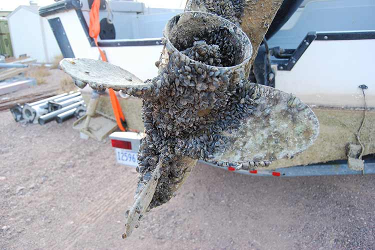 Boat prop infested with quagga