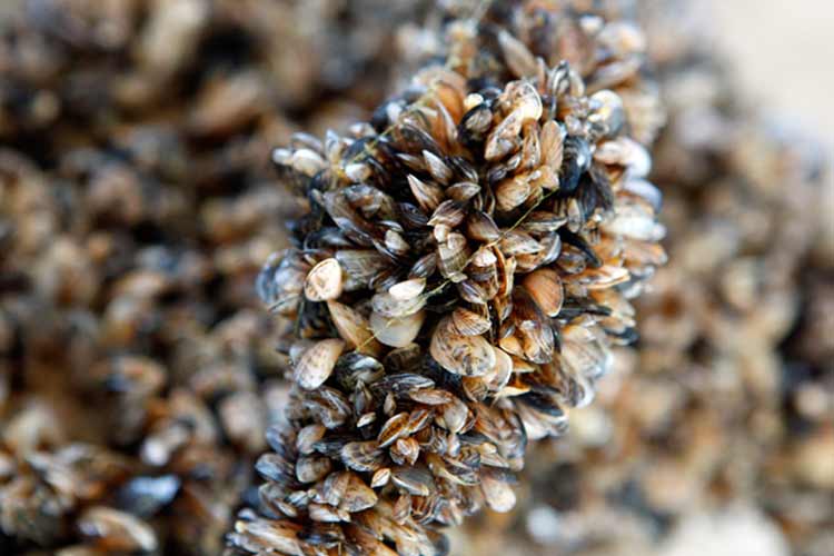 Quagga Mussels Quagga Mussels