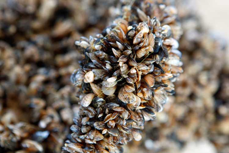 Quagga Mussels