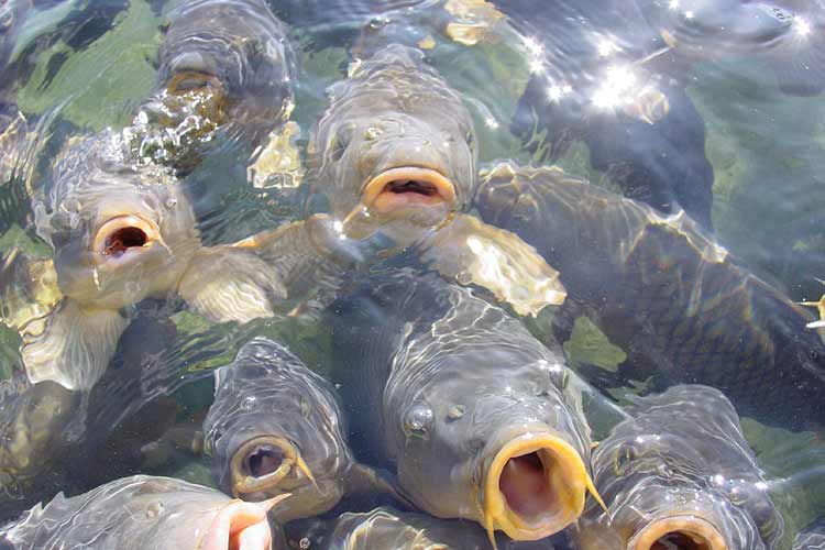 Lake Mead Common Carp