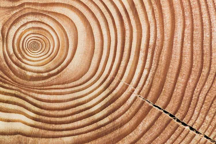 Tree Rings