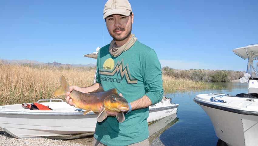 An NPS employee holds a razorback sucker for research