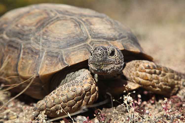 Desert Tortoise Desert Tortoise