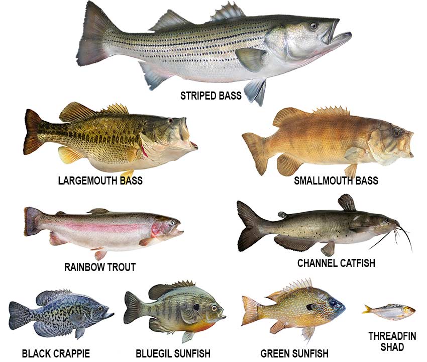 Sportfish Varieties