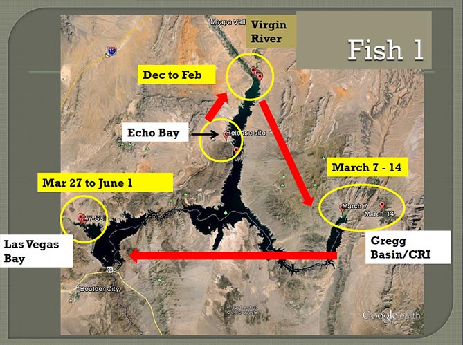 Striper Migration Chart