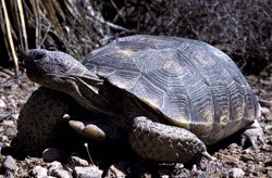Desert Tortoise in the Mojave Desert