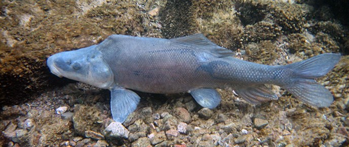 Fish-Header-Image Fish-Header-Image