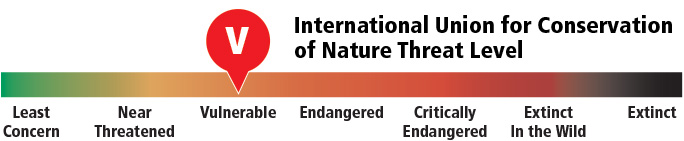 Graph illustrating the IUCN threat level for desert tortoises range.