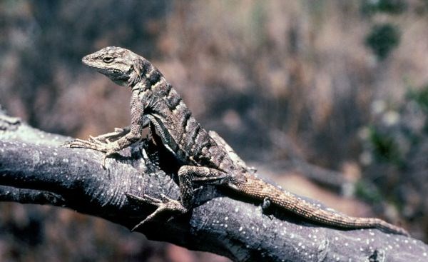 Long-tailed brush lizard standing on a branch