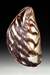 Quagga-mussel-image