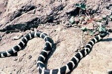 A black and white king snake moves along a rock