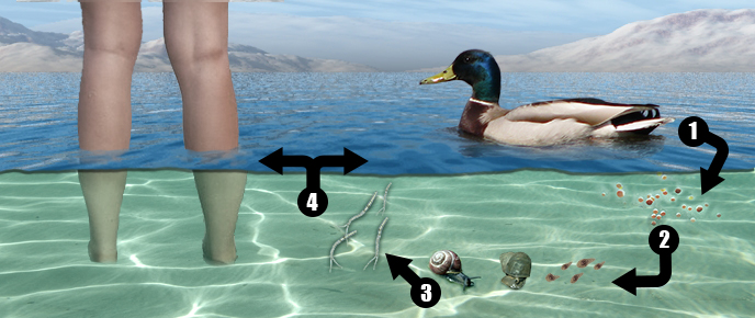 pictures of swimmers itch pictures of swimmers itch