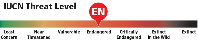 Graph showing the IUCN threat level for relict leopard frogs as Endangered.