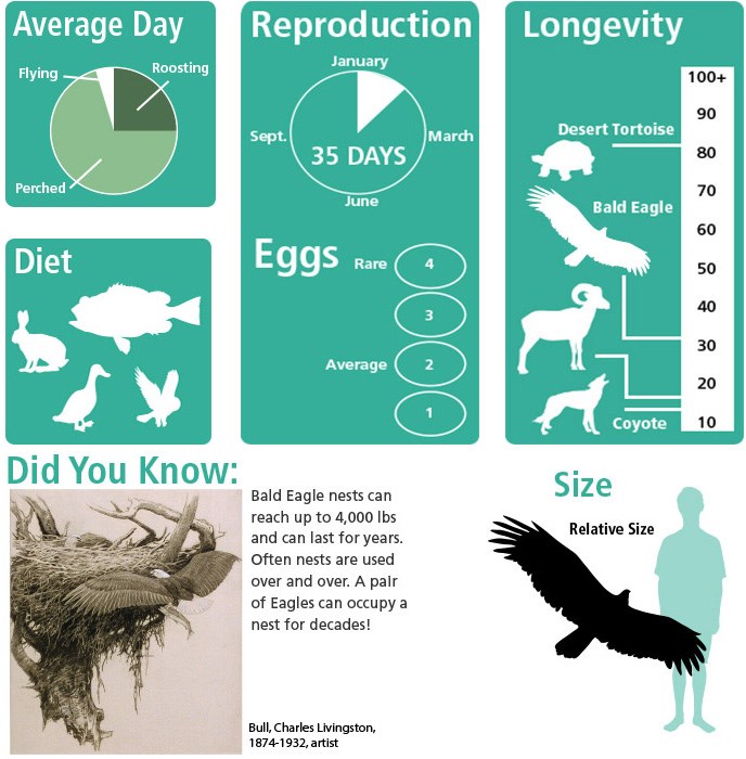 Bald eagle nests can reach up to 4,000 lbs and can last for years.