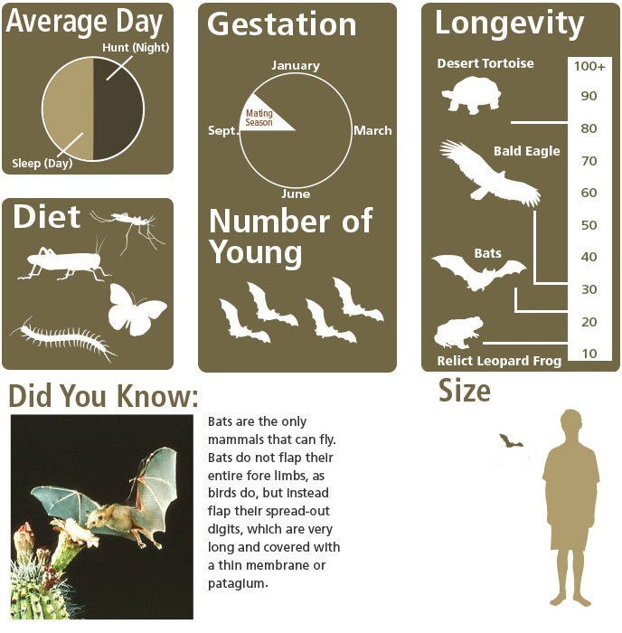 Bats are the only mammals that can fly.