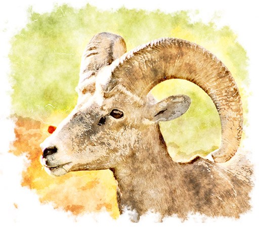 Painting of a Bighorn Sheep