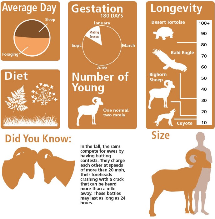 Did you know: In the fall, the rams compete for ewes by having butting contests.
