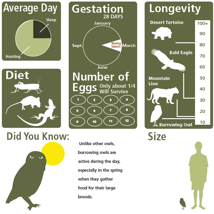 Screaming Owl Size Chart