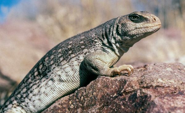 reptile stores nearby