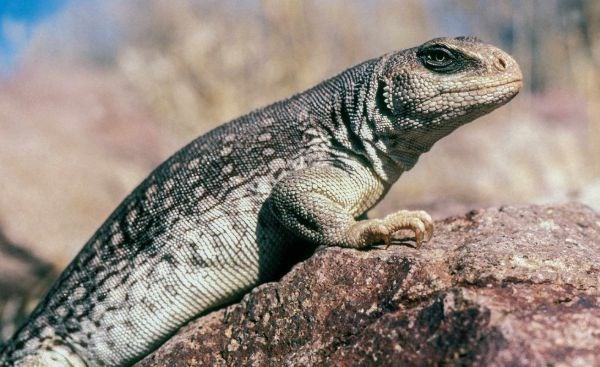 Desert Iguana on a rock