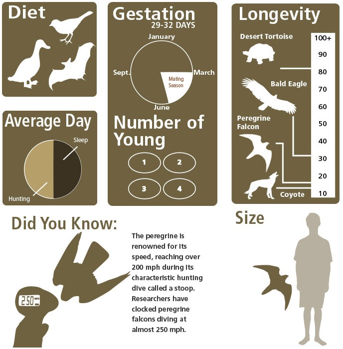 Fast facts graphics about Peregrine Falcons.