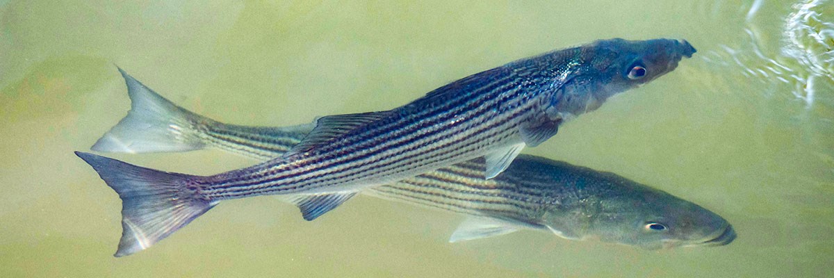 Two fish under water at Lake Mead National Recreation Area