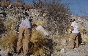 Three workers search for invasive plant species