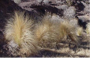 Fountaingrass among rocks and other plants