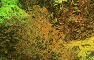 Quagga mussels on rocks under water