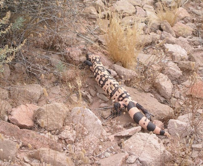 Gila Monster standing on rocks near brush