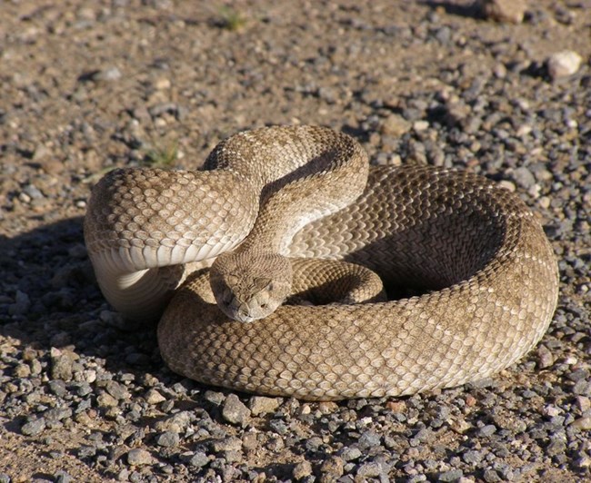 Rattlesnake curled up on rocks and pebbles