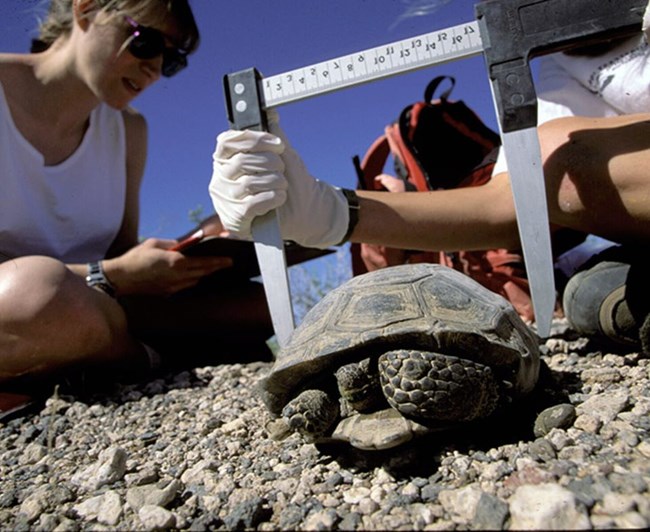 Lake Mead Desert Tortoise being measured