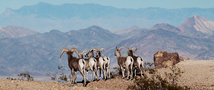 mammals-header-image mammals-header-image