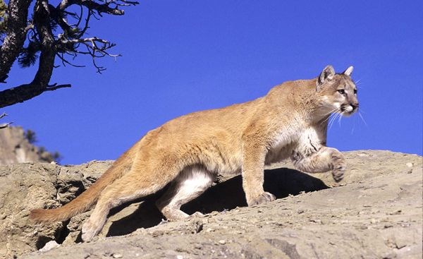 Mountain Lion on rocks at Lake Mead