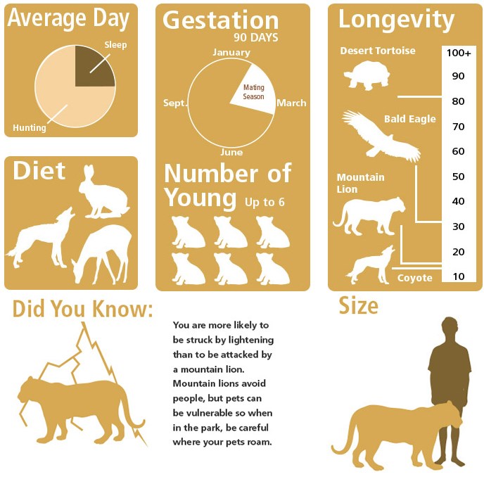 Did you know: you are more likely to be struck by lightning than to be attacked by a mountain lion. Mountain lions avoid people, but pets can be vulnerable so when in the park, be careful where you pet roams.