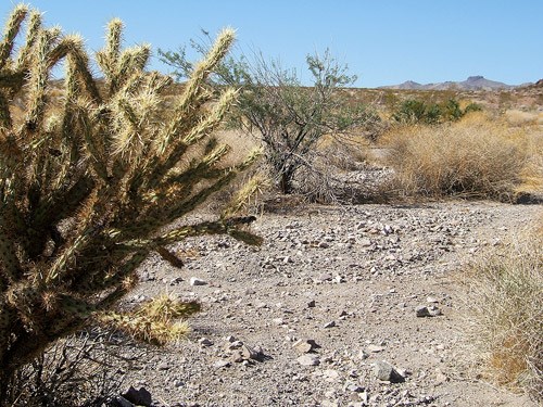A Cholla in the Nellis Wash Wilderness A Cholla in the Nellis Wash Wilderness