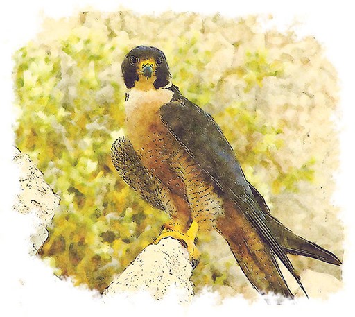 Painting of a Peregrine Falcon