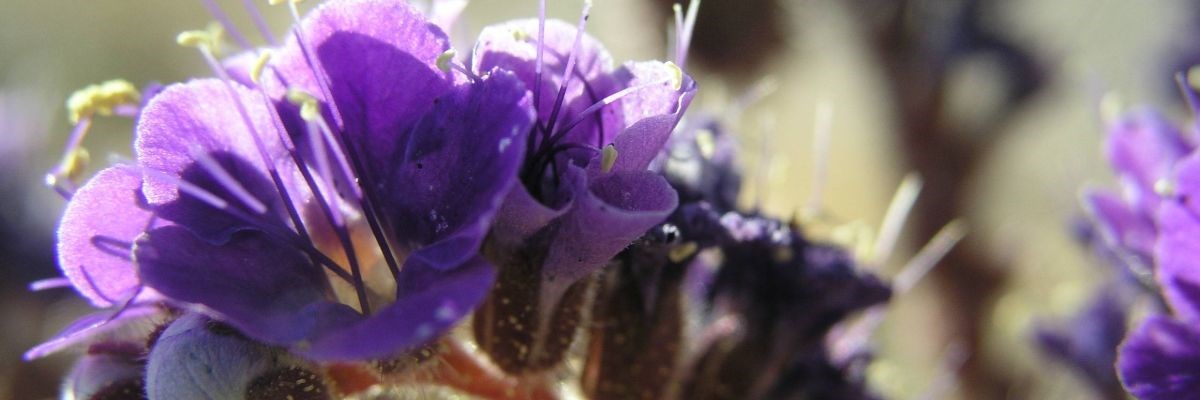 Phacelia Flower at Lake Mead