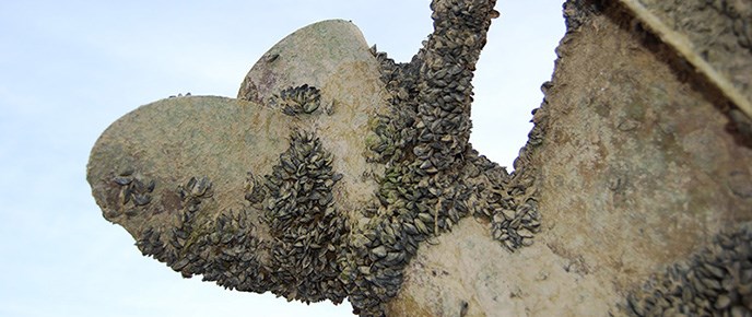 Quagga mussels infesting a boat propeller