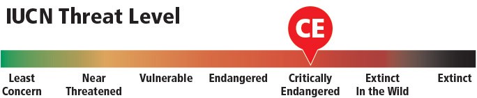 Graph illustrating the IUCN threat level for razorback sucker.