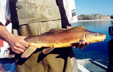Fisherman holding razorback sucker fish