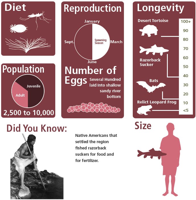 Fast facts graphic about Razorback Suckers.