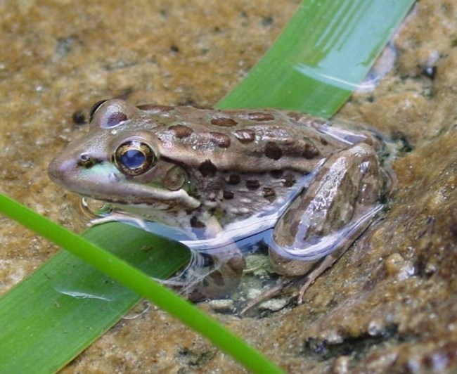 Relict frog sitting in water