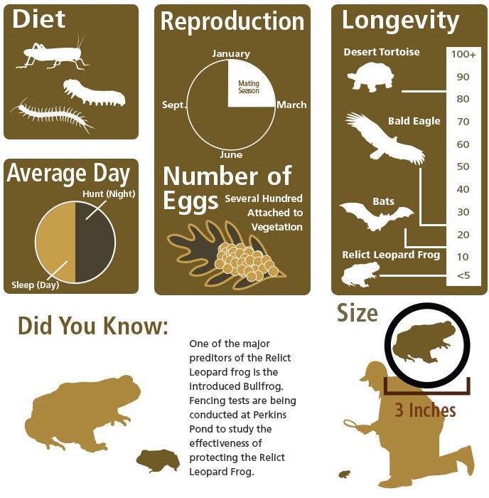 One of the major predators of the Relict Leopard from is the introduced bullfrog.