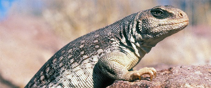 reptile-header-image reptile-header-image