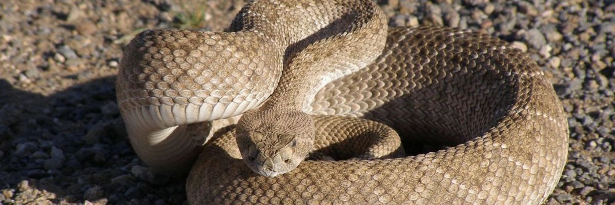 Western Rattlesnake at Lake Mead