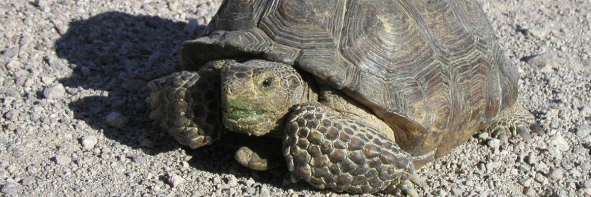 Lake Mead Desert Tortoise crawling