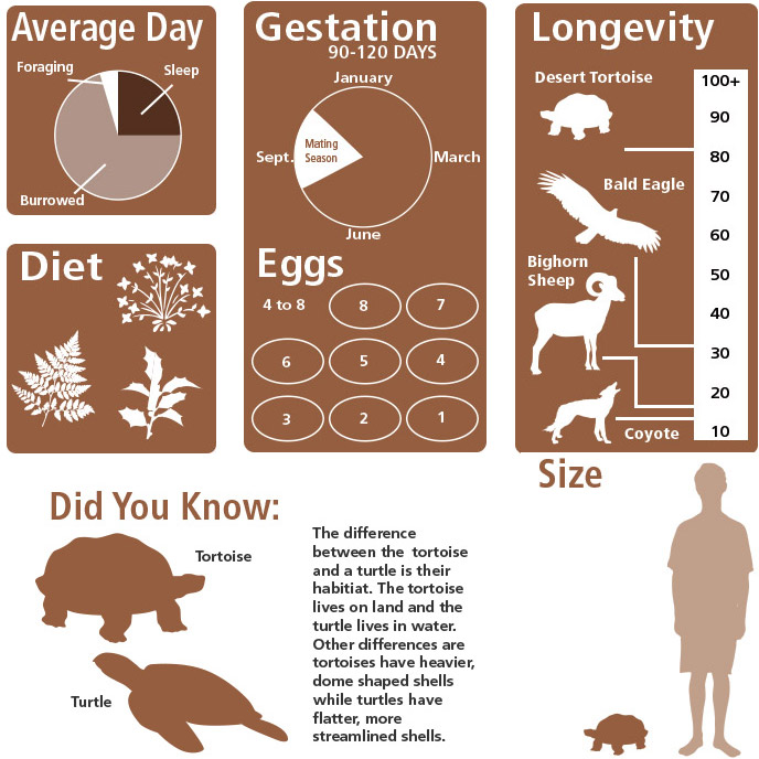 Did you know: The difference between the tortoise and a turtle is their habitat.