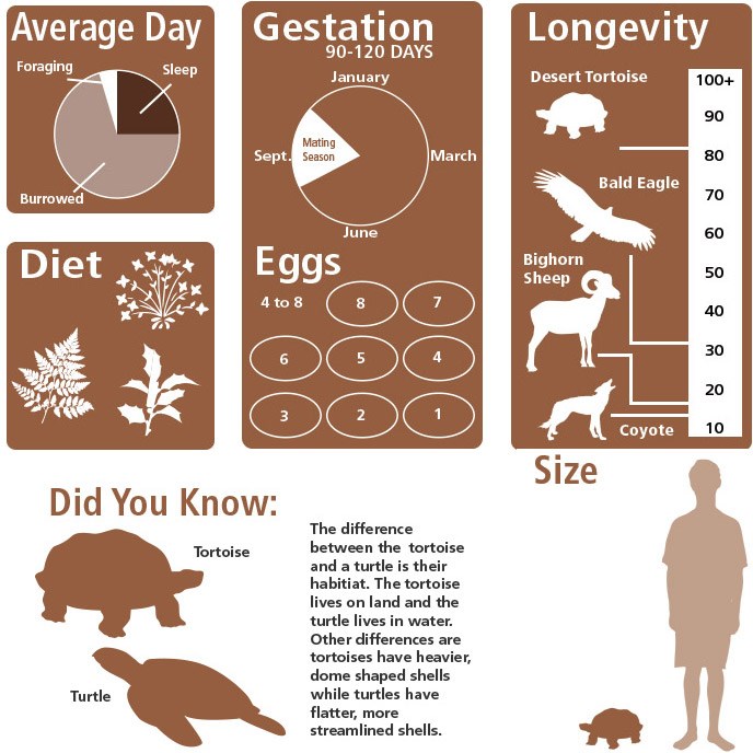 Did you know: The difference between the tortoise and a turtle is their habitat.
