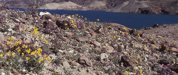 wildflowers-header-image wildflowers-header-image